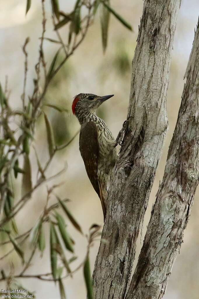 Mombasa Woodpecker female adult, pigmentation