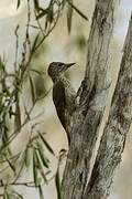 Mombasa Woodpecker