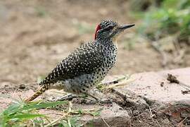 Nubian Woodpecker