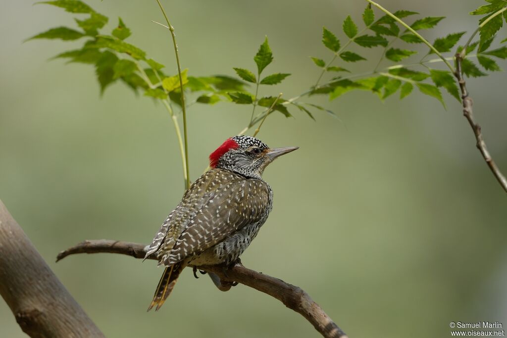 Nubian Woodpecker female adult