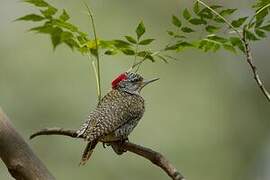 Nubian Woodpecker