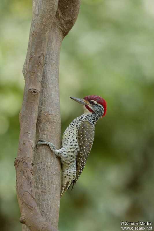 Nubian Woodpecker male adult