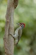 Nubian Woodpecker