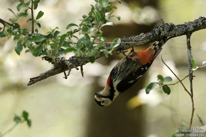 Necklaced Woodpeckeradult