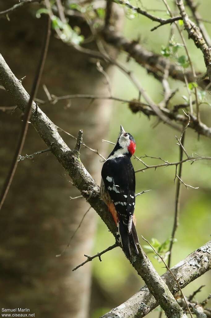 Necklaced Woodpeckeradult