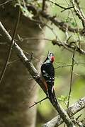 Necklaced Woodpecker