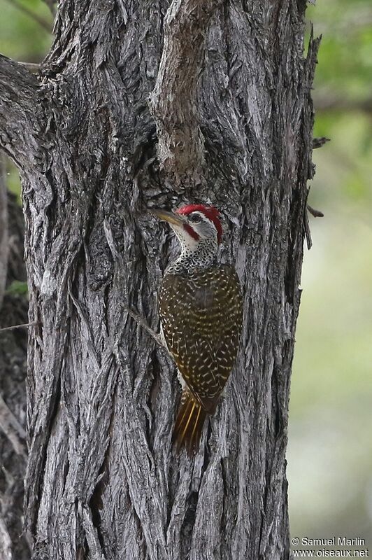 Speckle-throated Woodpecker male adult