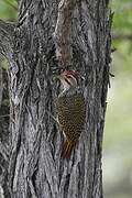Speckle-throated Woodpecker