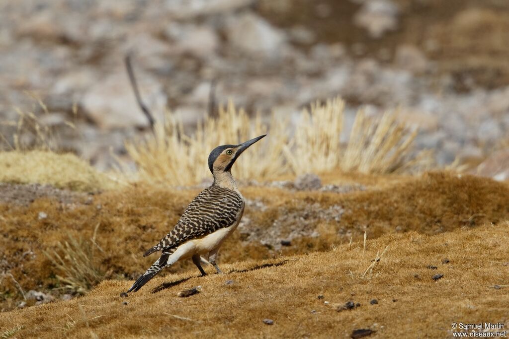 Andean Flickeradult