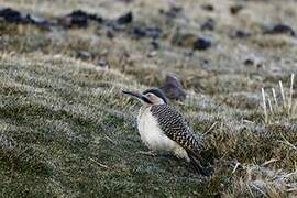 Andean Flicker