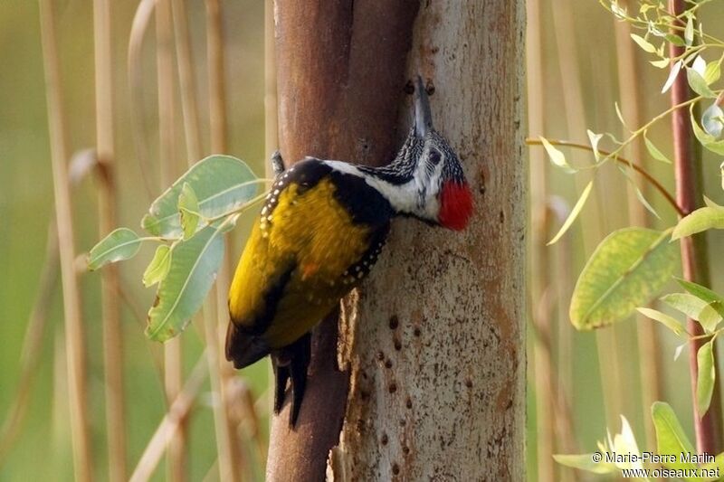 Black-rumped Flamebackadult