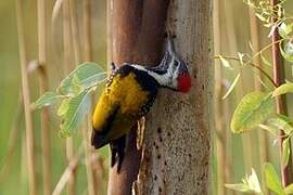 Black-rumped Flameback