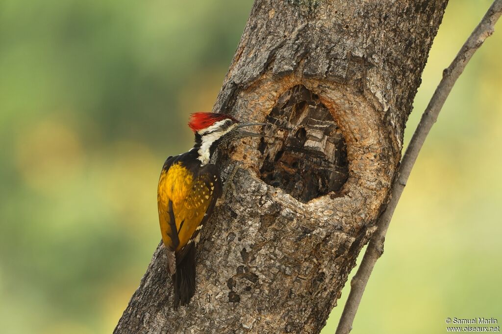 Black-rumped Flameback male adult