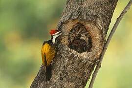 Black-rumped Flameback