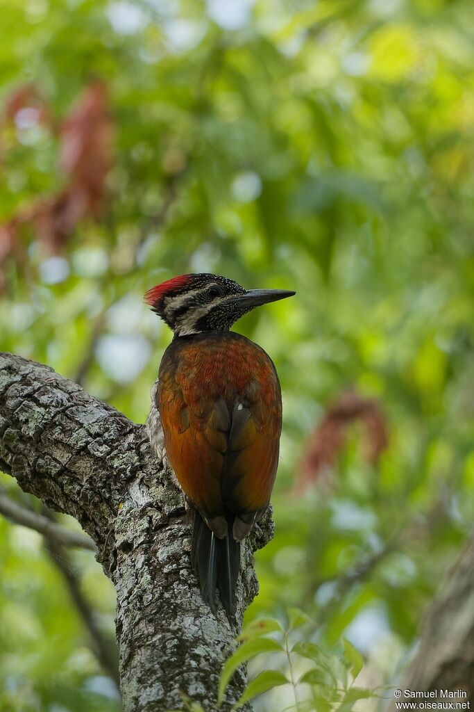 Black-rumped Flameback female adult