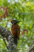 Black-rumped Flameback