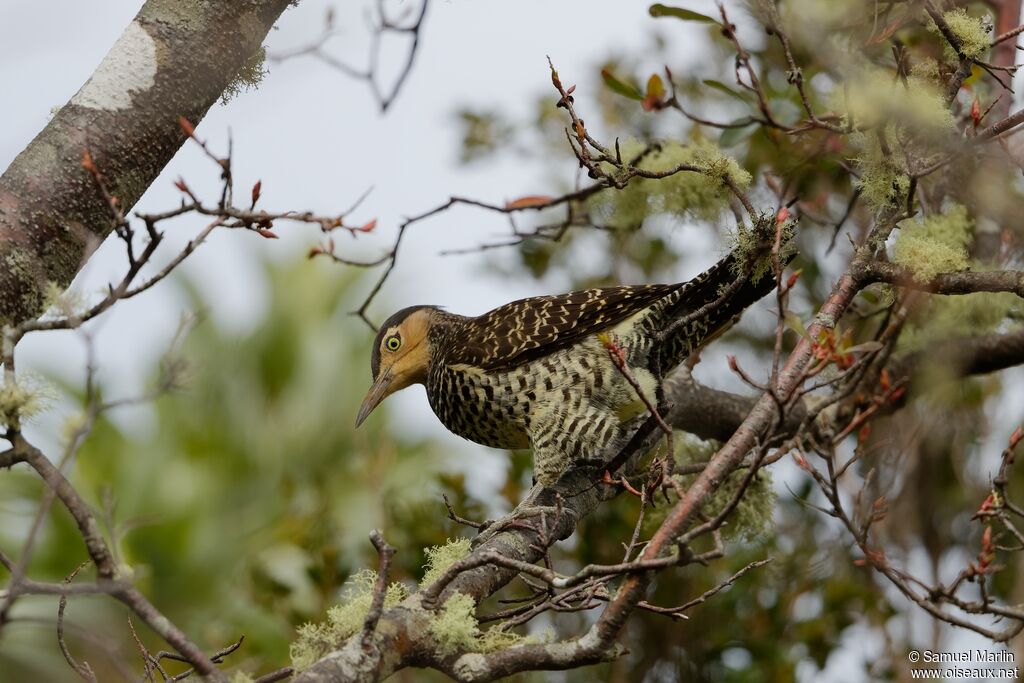 Chilean Flickeradult