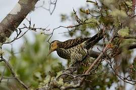 Chilean Flicker