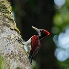 Pic du Sri Lanka