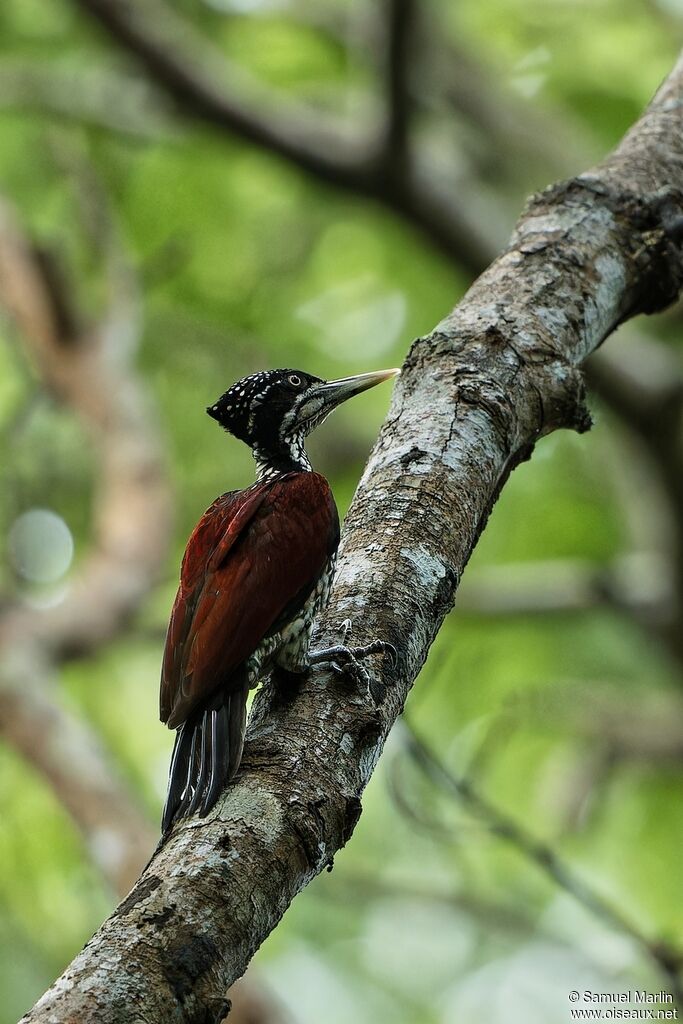 Pic du Sri Lankaadulte