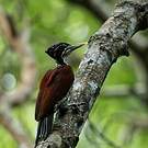 Pic du Sri Lanka