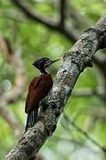 Crimson-backed Flameback