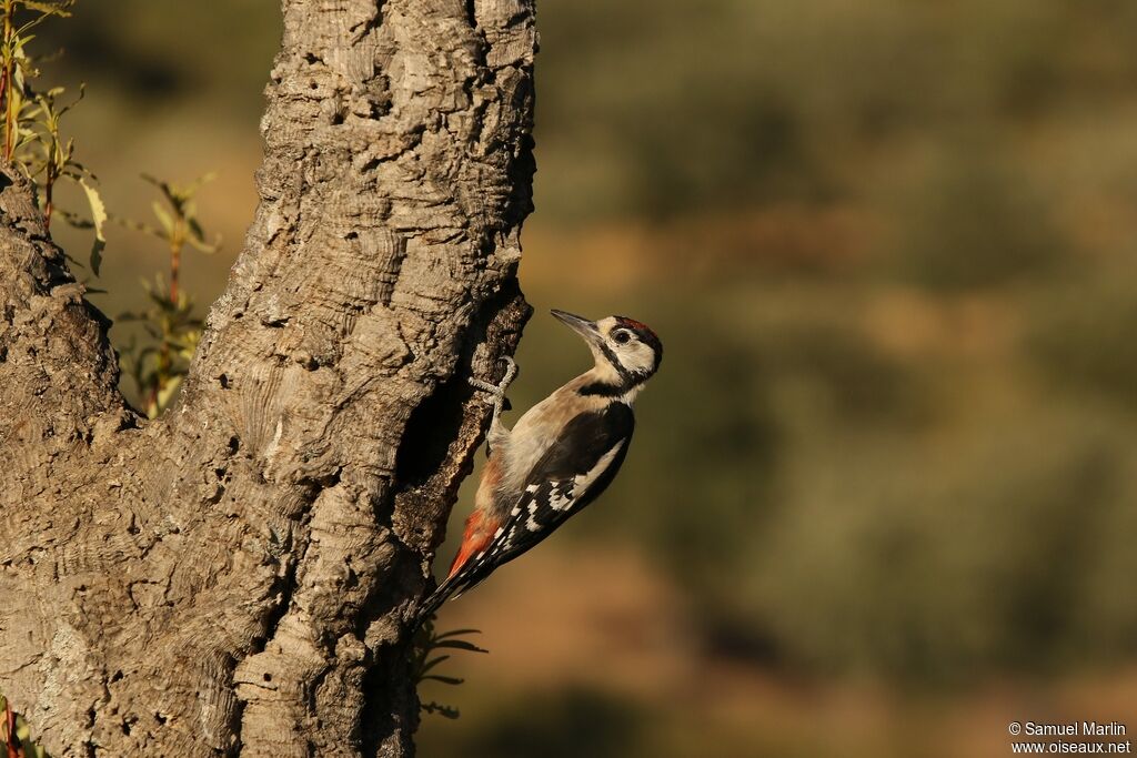 Great Spotted Woodpeckeradult