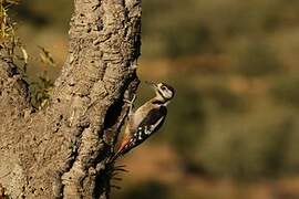 Great Spotted Woodpecker