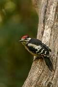 Great Spotted Woodpecker