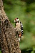 Great Spotted Woodpecker