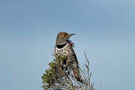 Northern Flicker