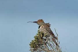 Northern Flicker