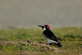 Acorn Woodpecker