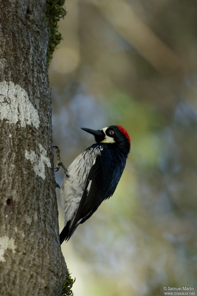 Acorn Woodpeckeradult