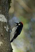 Acorn Woodpecker