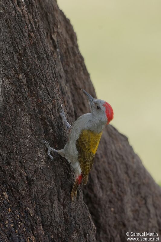 African Grey Woodpecker male adult