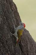 African Grey Woodpecker