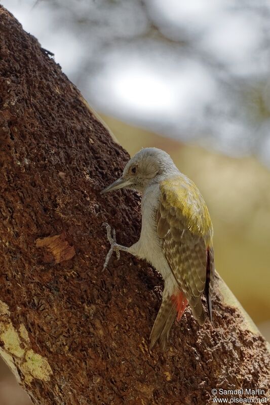 African Grey Woodpecker female adult