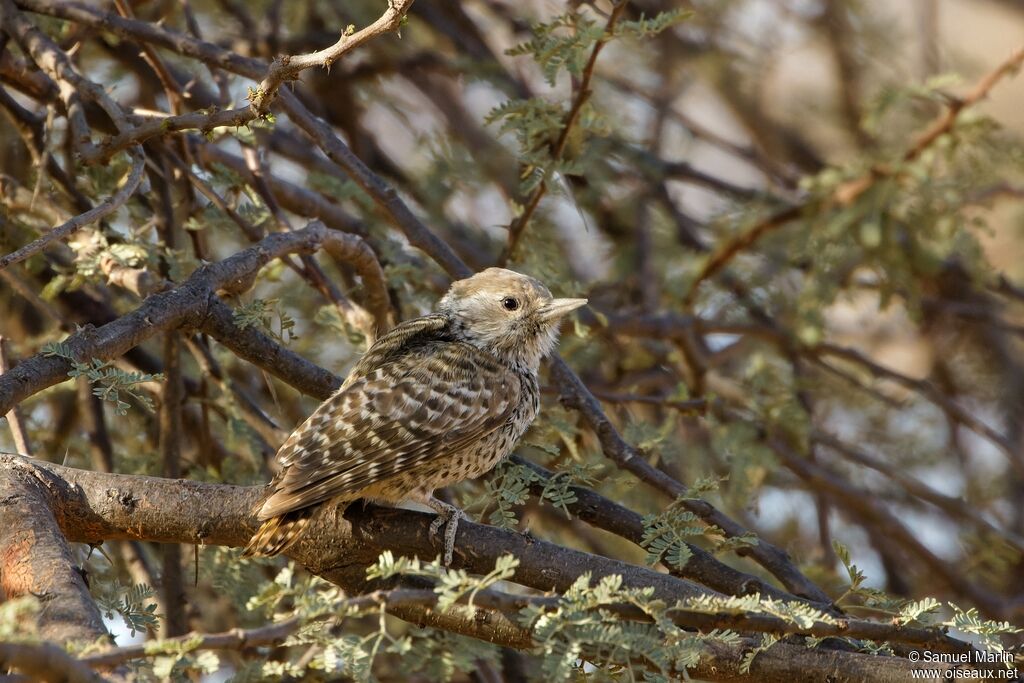 Little Grey Woodpeckeradult