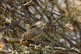 Little Grey Woodpecker