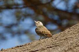 Little Grey Woodpecker