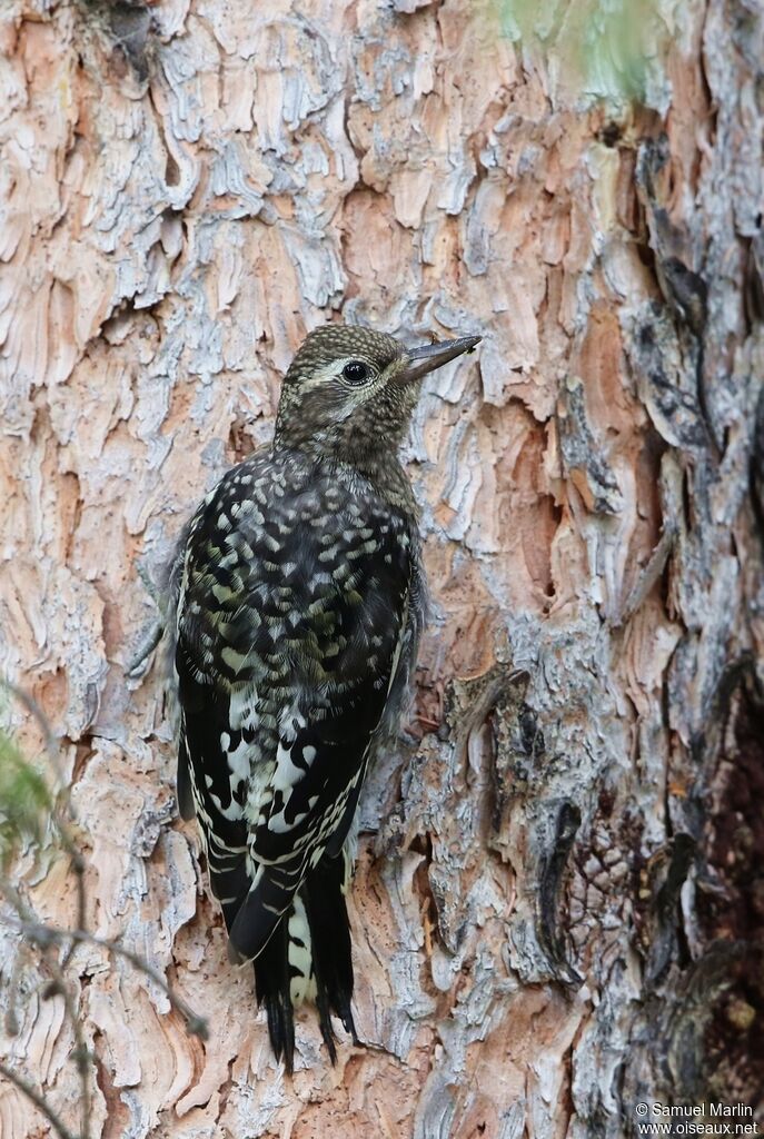 Yellow-bellied Sapsuckerjuvenile