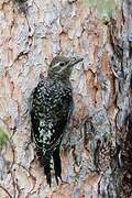 Yellow-bellied Sapsucker