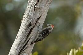 Yellow-crowned Woodpecker