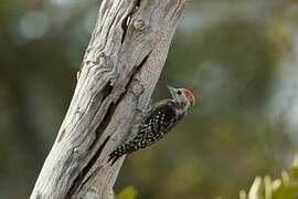 Yellow-crowned Woodpecker