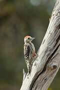 Yellow-crowned Woodpecker