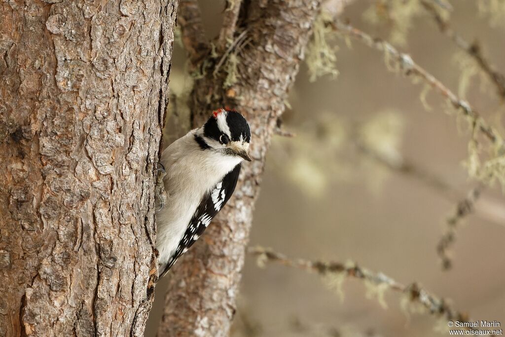 Downy Woodpecker male adult