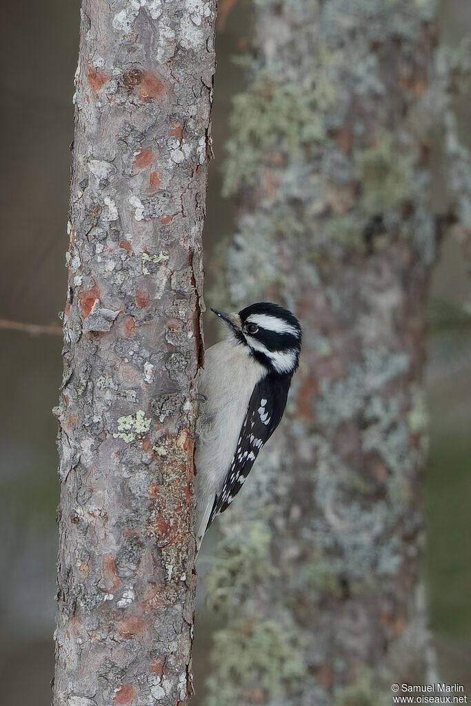 Downy Woodpecker female adult