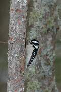 Downy Woodpecker