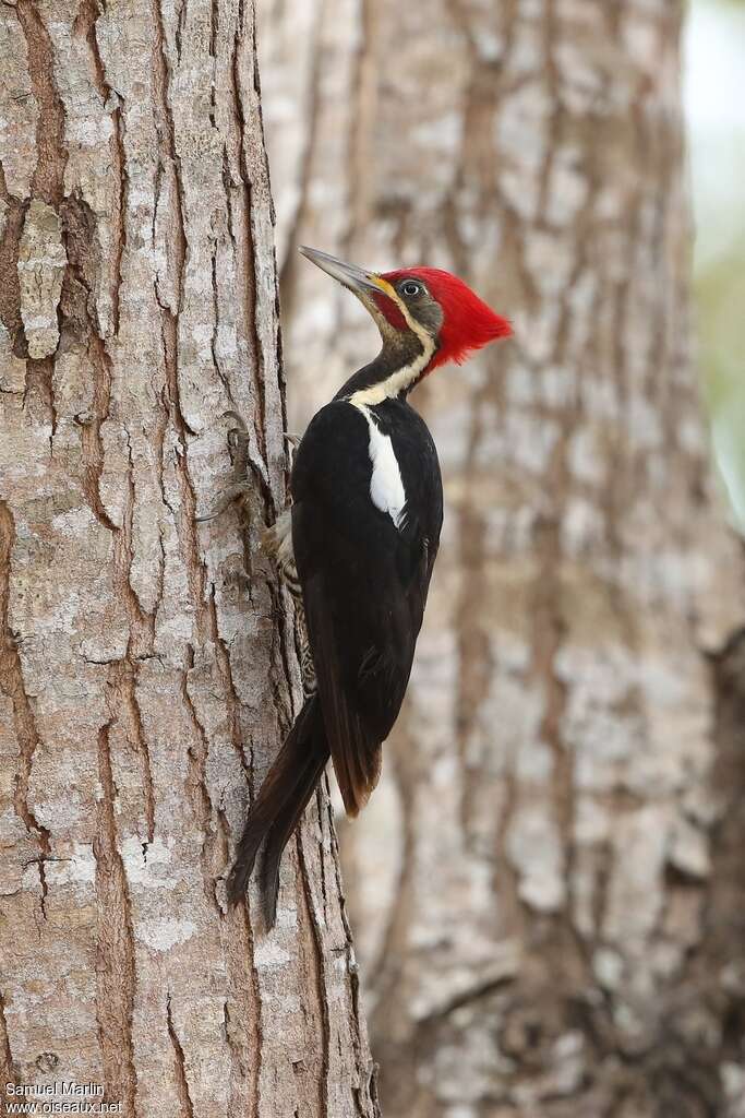 Lineated Woodpecker male adult, identification